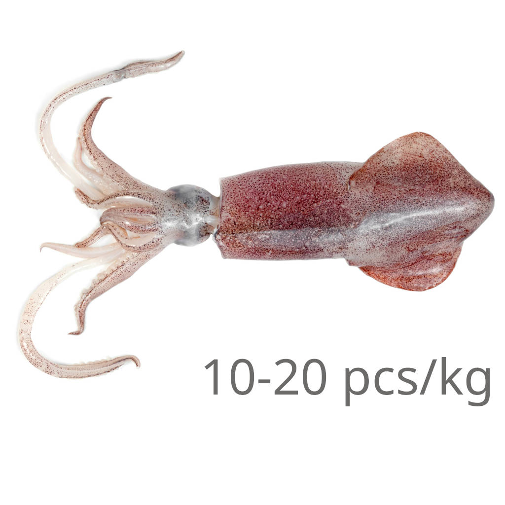 FZ Sotong 10-20 (PKT)