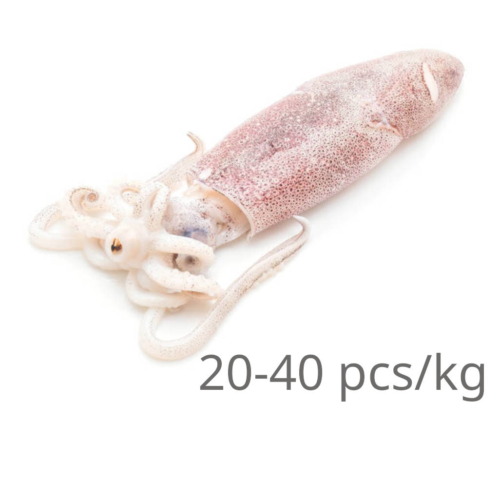 FZ Sotong 20-40 (PKT)