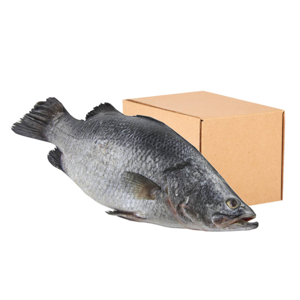 FZ Siakap 600-800 (CTN)