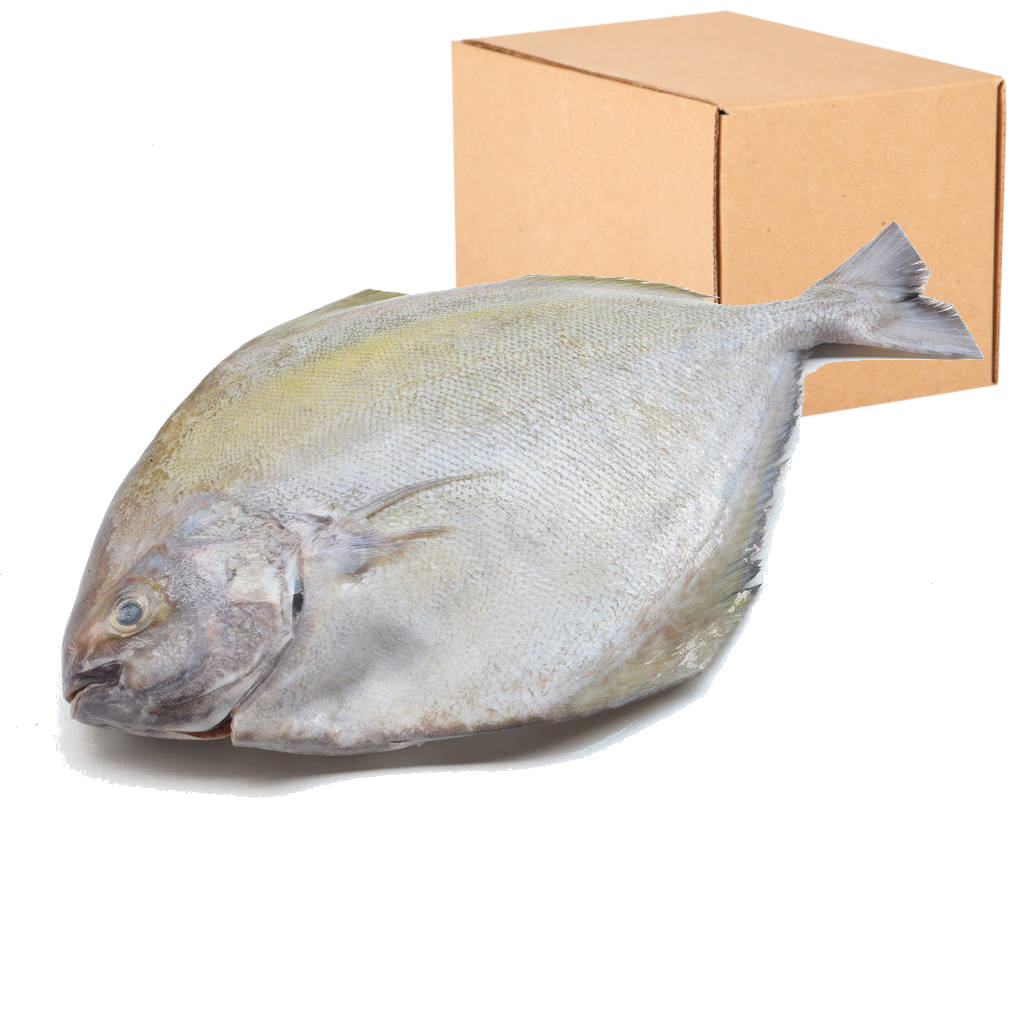 FZ Bawal Hitam 200-300