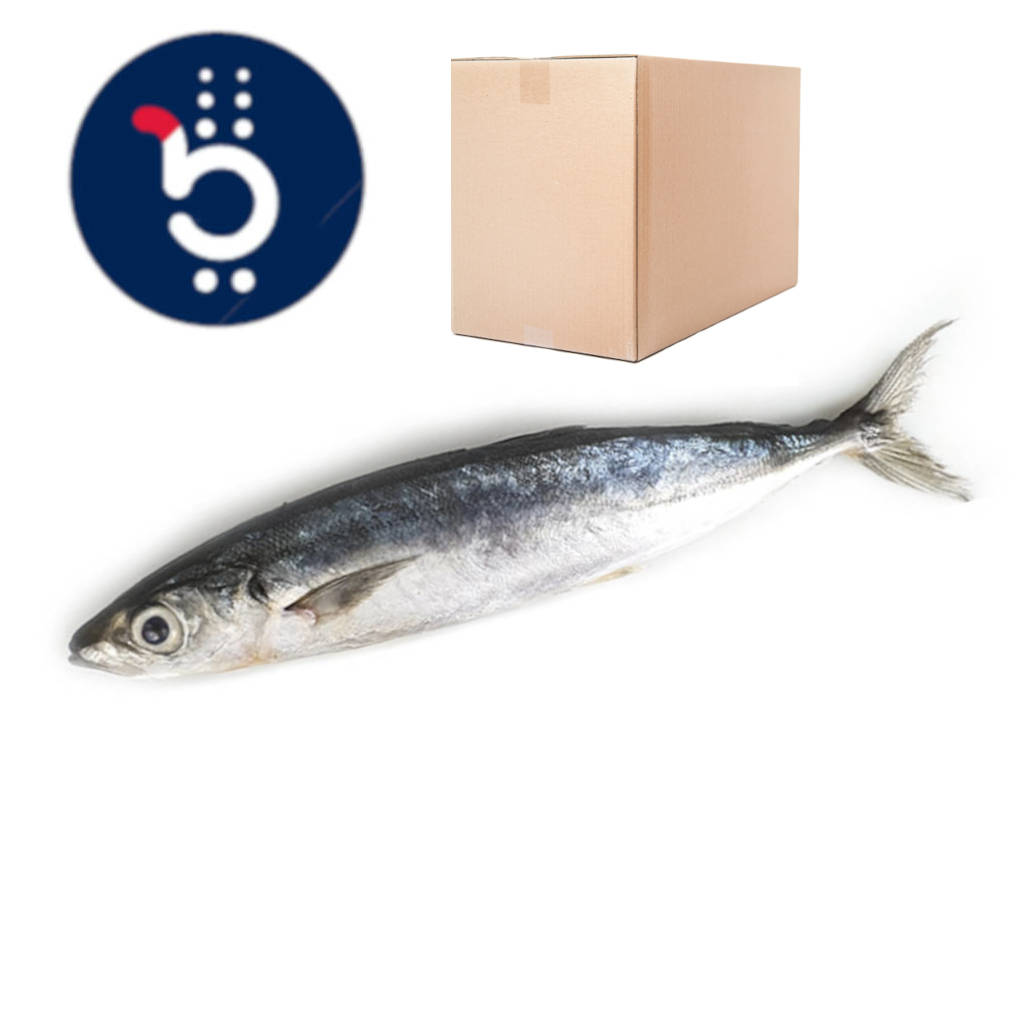 FZ Sardin Hitam 8-10 AAA