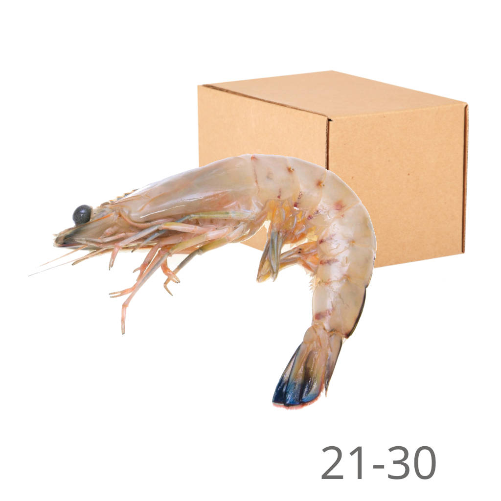 FZ Udang Putih 21-30 (CTN)