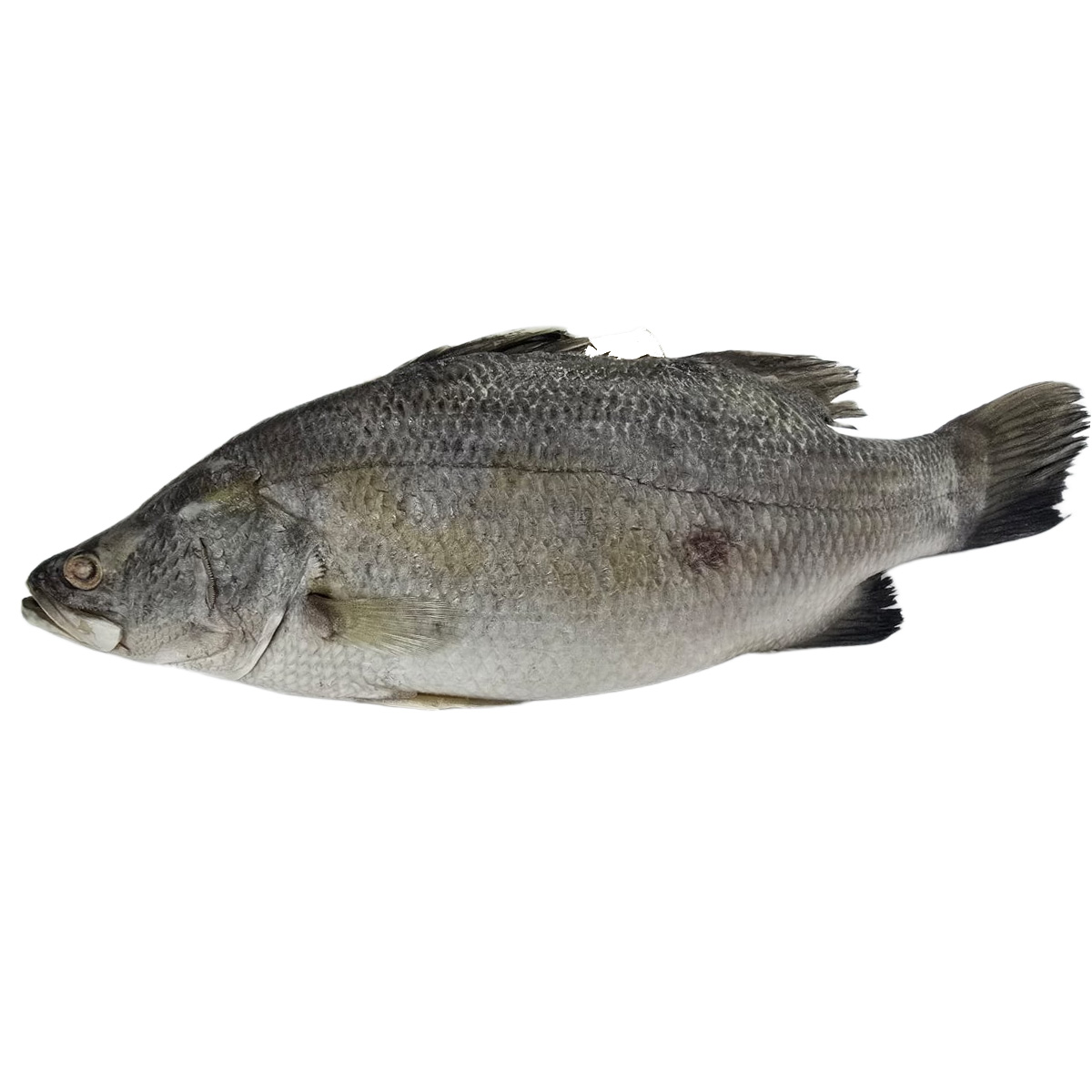 FZ Siakap 600-800 (CTN)