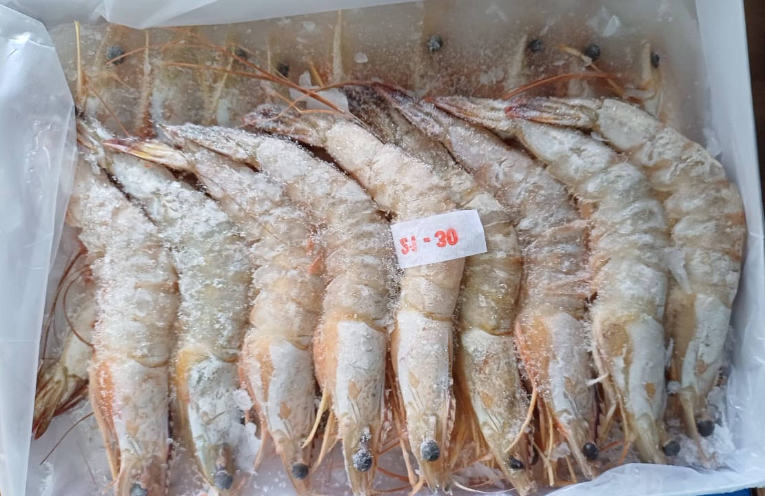 FZ Udang Putih 21-30 (CTN)